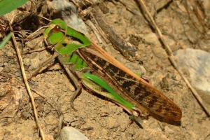 Azjatycka szarańcza - pest z różnych rodzajów roślin Azjatycka szarańcza - pest z różnych rodzajów roślin